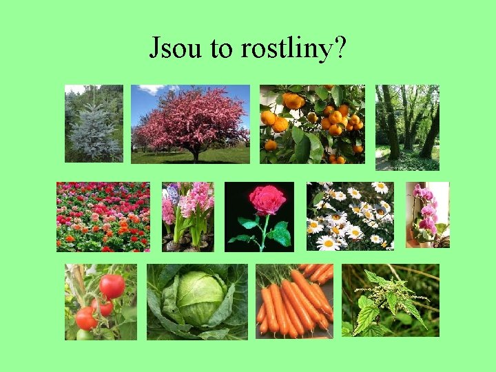 Jsou to rostliny? 