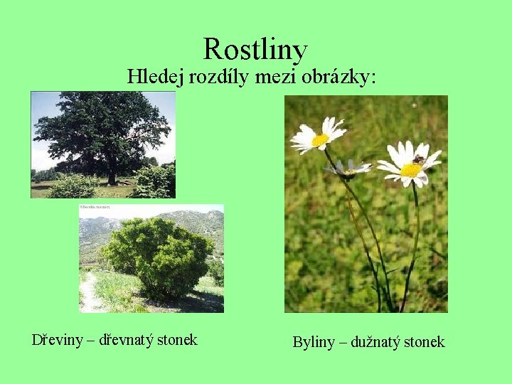 Rostliny Hledej rozdíly mezi obrázky: Dřeviny – dřevnatý stonek Byliny – dužnatý stonek 