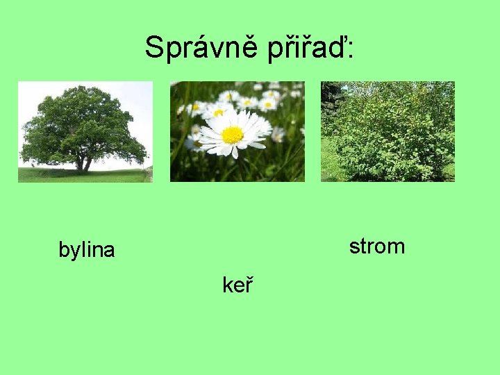 Správně přiřaď: strom bylina keř 