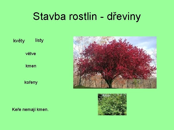 Stavba rostlin - dřeviny květy listy větve kmen kořeny Keře nemají kmen. 