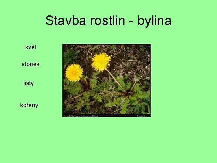 Stavba rostlin - bylina květ stonek listy kořeny 