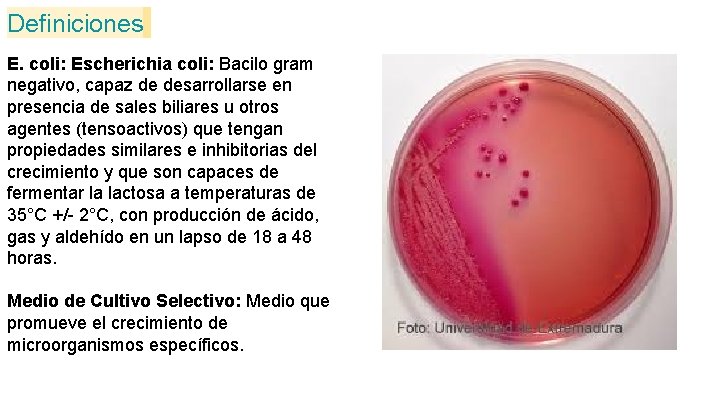 Definiciones E. coli: Escherichia coli: Bacilo gram negativo, capaz de desarrollarse en presencia de Definiciones E. coli: Escherichia coli: Bacilo gram negativo, capaz de desarrollarse en presencia de