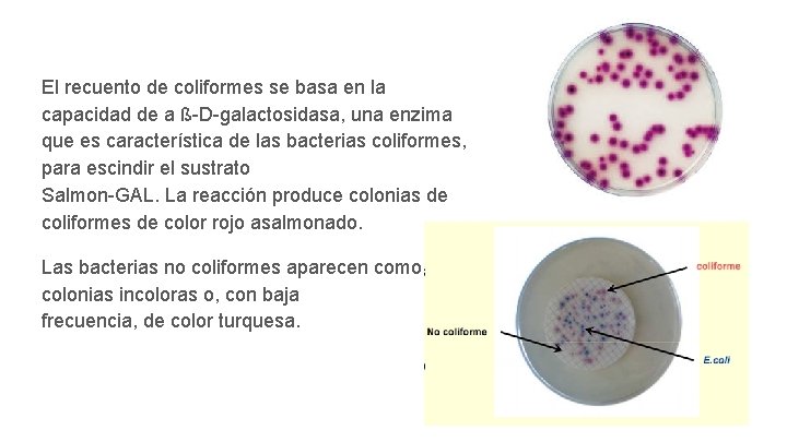 El recuento de coliformes se basa en la capacidad de a ß-D-galactosidasa, una enzima El recuento de coliformes se basa en la capacidad de a ß-D-galactosidasa, una enzima