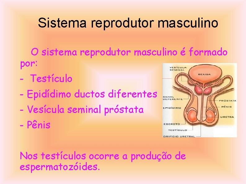 Sistema reprodutor masculino O sistema reprodutor masculino é formado por: - Testículo - Epidídimo
