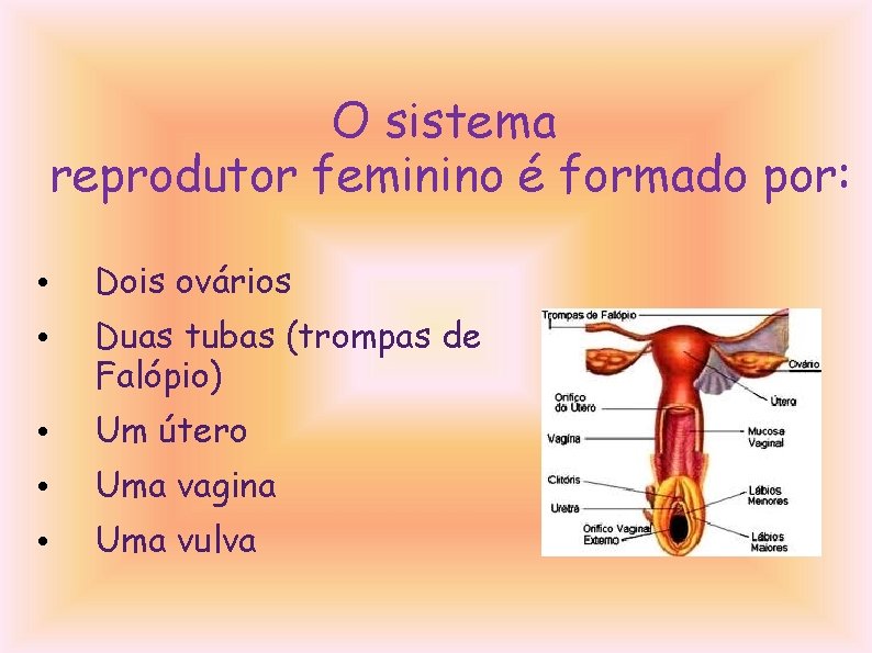 O sistema reprodutor feminino é formado por: • Dois ovários • Duas tubas (trompas