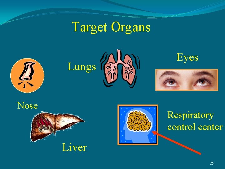Target Organs Lungs Nose Eyes Respiratory control center Liver 25 