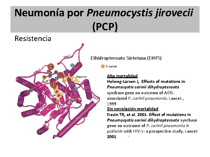 Neumonía por Pneumocystis jirovecii (PCP) Resistencia Dihidropteroato Sintetasa (DHPS) Alta mortalidad Helweg-Larsen J, Effects Neumonía por Pneumocystis jirovecii (PCP) Resistencia Dihidropteroato Sintetasa (DHPS) Alta mortalidad Helweg-Larsen J, Effects