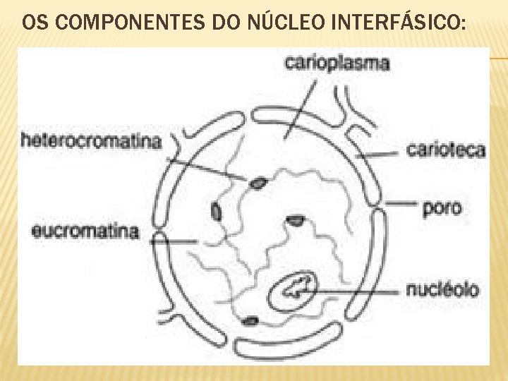 OS COMPONENTES DO NÚCLEO INTERFÁSICO: 