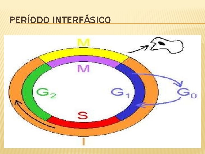 PERÍODO INTERFÁSICO 