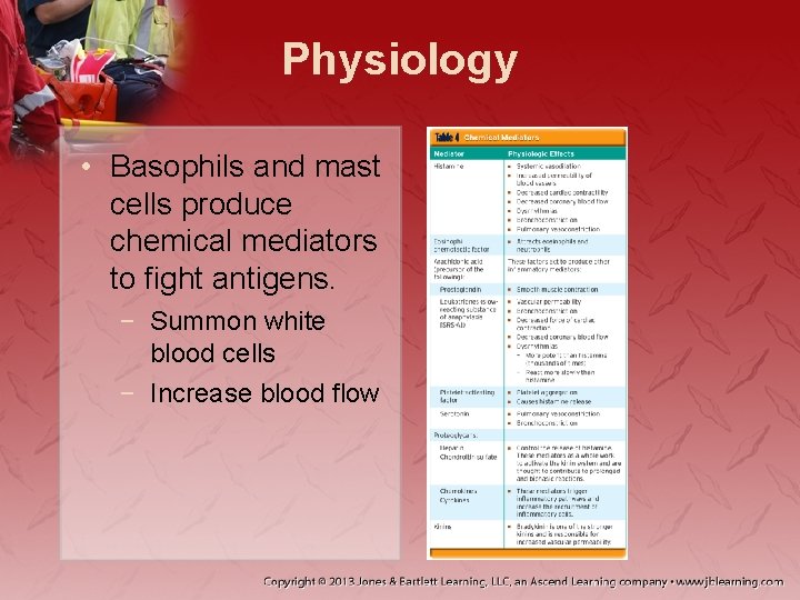 Physiology • Basophils and mast cells produce chemical mediators to fight antigens. − Summon