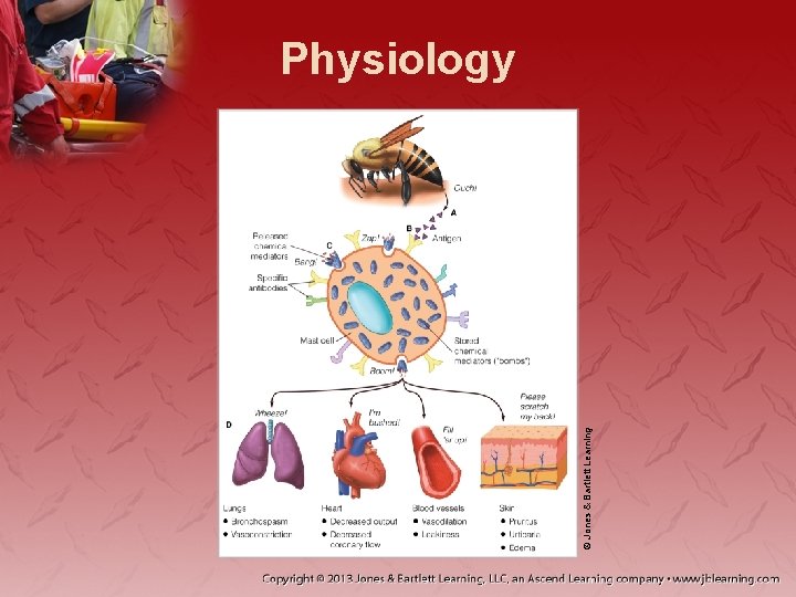 © Jones & Bartlett Learning Physiology 