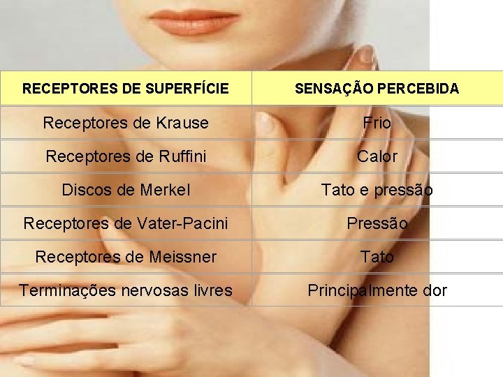 RECEPTORES DE SUPERFÍCIE SENSAÇÃO PERCEBIDA Receptores de Krause Frio Receptores de Ruffini Calor Discos