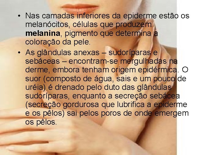  • Nas camadas inferiores da epiderme estão os melanócitos, células que produzem melanina,