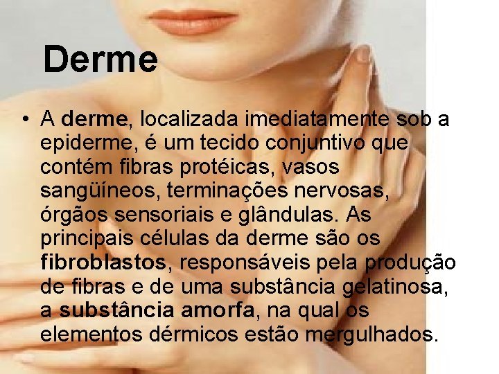 Derme • A derme, localizada imediatamente sob a epiderme, é um tecido conjuntivo que