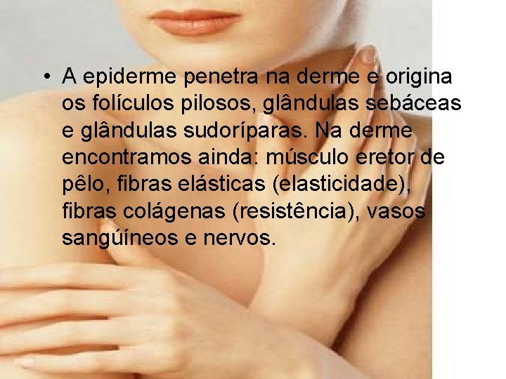  • A epiderme penetra na derme e origina os folículos pilosos, glândulas sebáceas