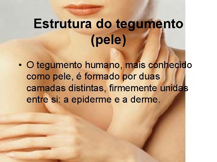 Estrutura do tegumento (pele) • O tegumento humano, mais conhecido como pele, é formado