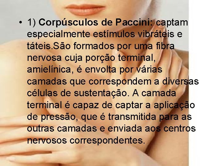  • 1) Corpúsculos de Paccini: captam especialmente estímulos vibráteis e táteis. São formados