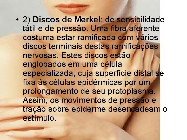  • 2) Discos de Merkel: de sensibilidade tátil e de pressão. Uma fibra