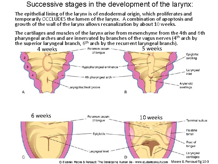 Successive stages in the development of the larynx: The epithelial lining of the larynx