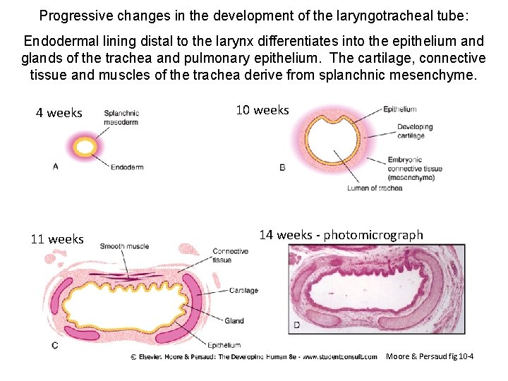 Progressive changes in the development of the laryngotracheal tube: Endodermal lining distal to the