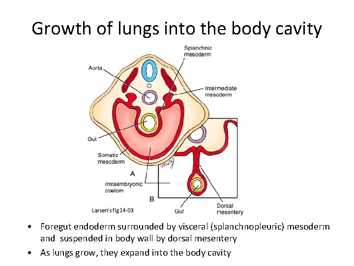 Growth of lungs into the body cavity Larsen’s fig 14 -03 • Foregut endoderm