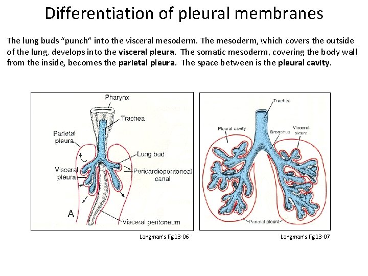 Differentiation of pleural membranes The lung buds “punch” into the visceral mesoderm. The mesoderm,