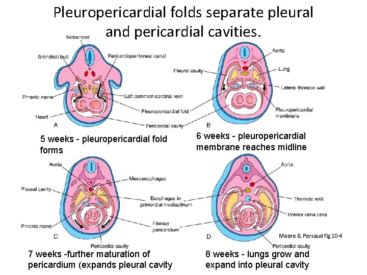 Pleuropericardial folds separate pleural and pericardial cavities. 5 weeks - pleuropericardial fold forms 6