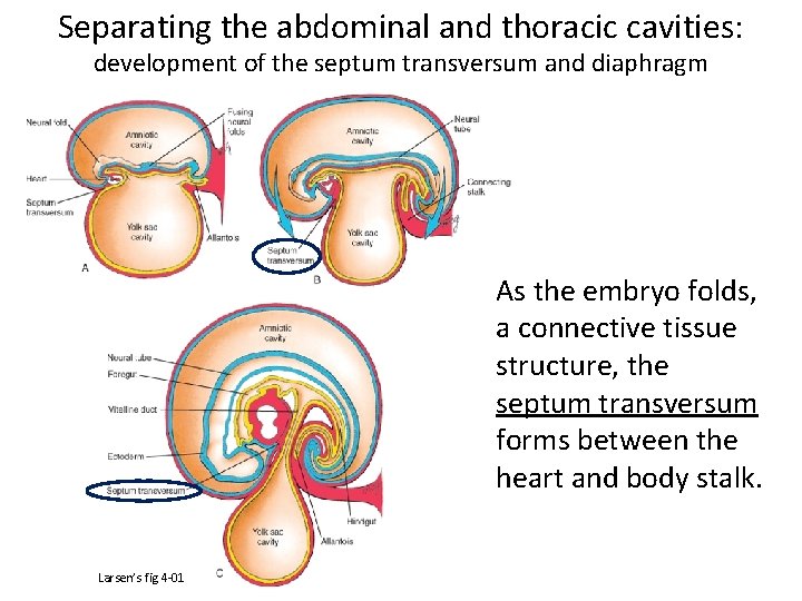 Separating the abdominal and thoracic cavities: development of the septum transversum and diaphragm As