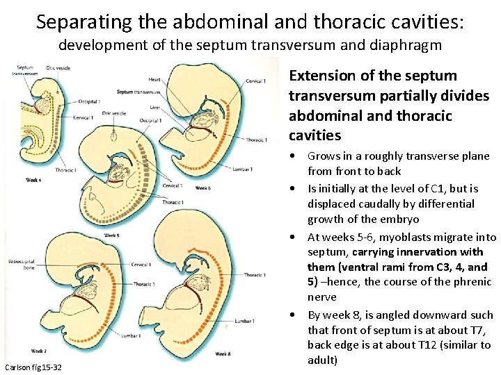 Separating the abdominal and thoracic cavities: development of the septum transversum and diaphragm Extension