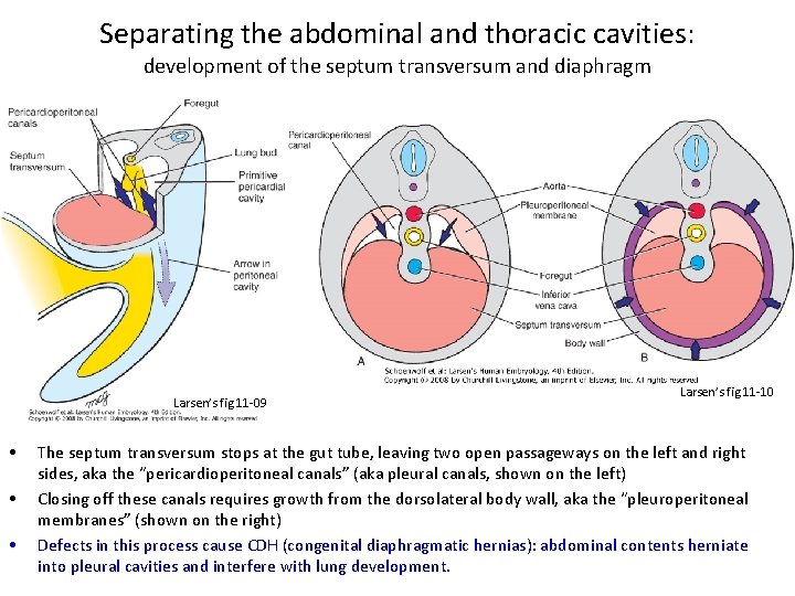 Separating the abdominal and thoracic cavities: development of the septum transversum and diaphragm Larsen’s