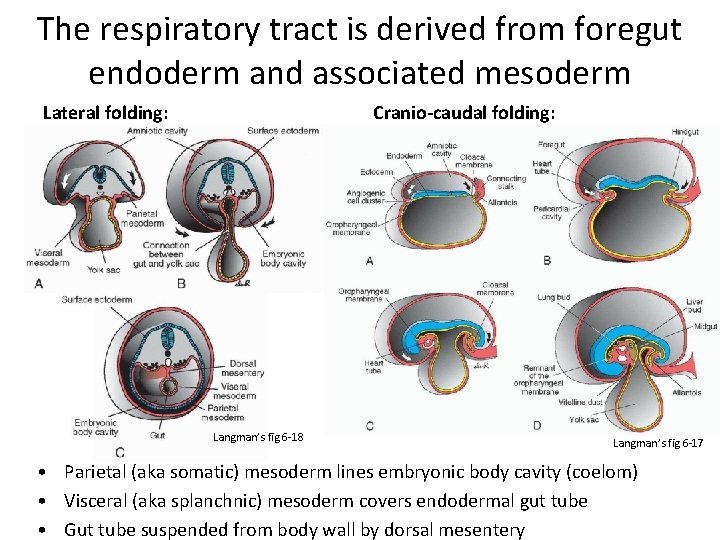 The respiratory tract is derived from foregut endoderm and associated mesoderm Lateral folding: Cranio-caudal