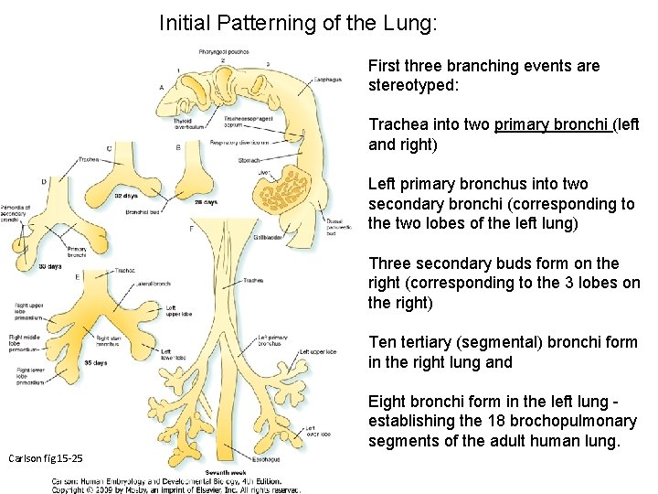 Initial Patterning of the Lung: First three branching events are stereotyped: Trachea into two
