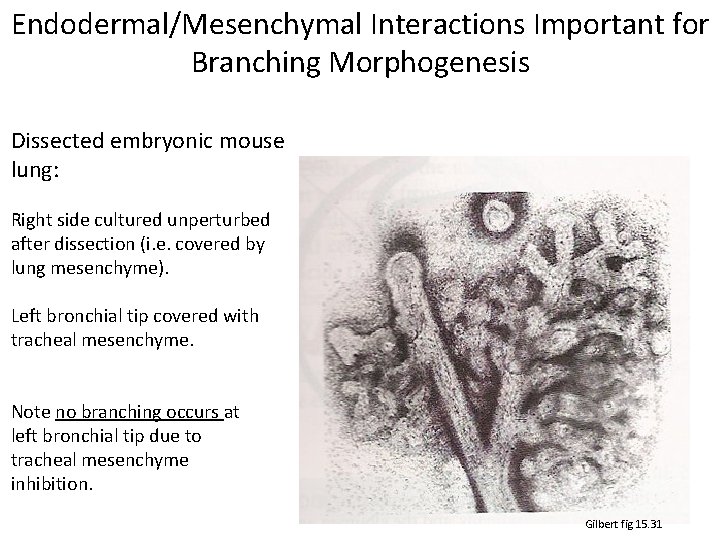 Endodermal/Mesenchymal Interactions Important for Branching Morphogenesis Dissected embryonic mouse lung: Right side cultured unperturbed