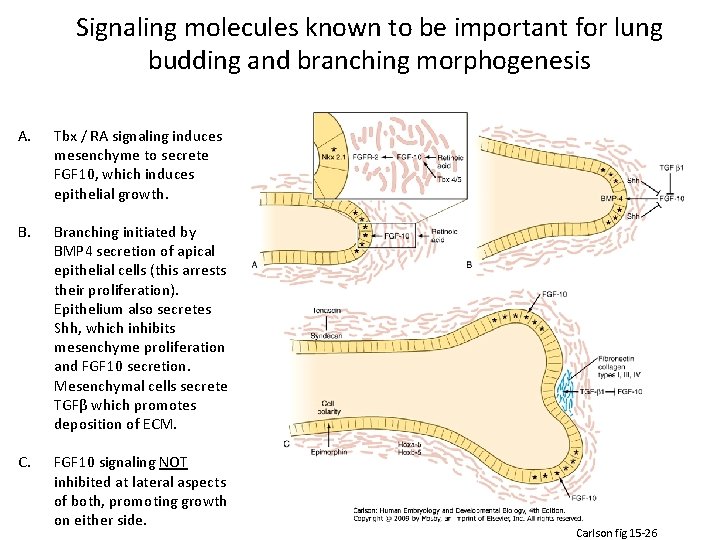 Signaling molecules known to be important for lung budding and branching morphogenesis A. Tbx