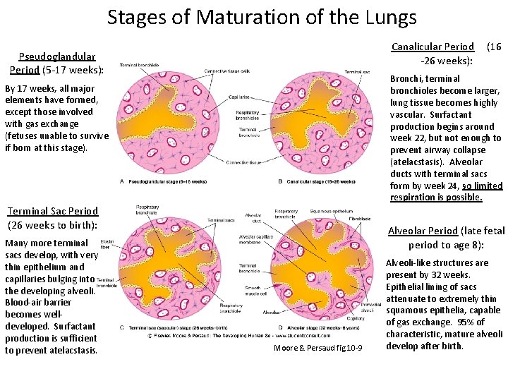 Stages of Maturation of the Lungs Canalicular Period -26 weeks): Pseudoglandular Period (5 -17