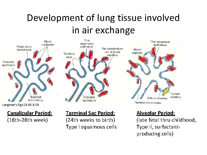 Development of lung tissue involved in air exchange Langman’s figs 13 -08 & 09