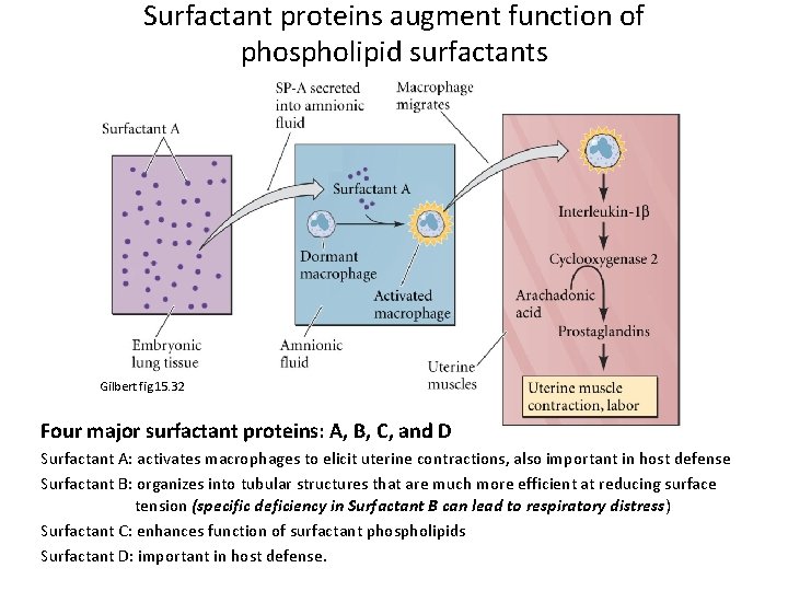Surfactant proteins augment function of phospholipid surfactants Gilbert fig 15. 32 Four major surfactant