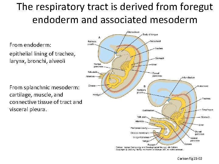 The respiratory tract is derived from foregut endoderm and associated mesoderm From endoderm: epithelial