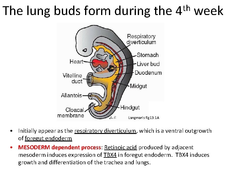 The lung buds form during the 4 th week Langman’s fig 13. 1 A