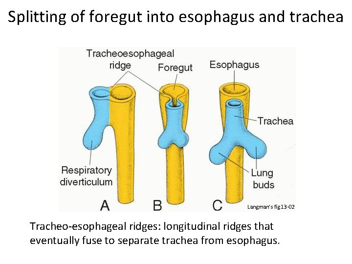 Splitting of foregut into esophagus and trachea Langman’s fig 13 -02 Tracheo-esophageal ridges: longitudinal