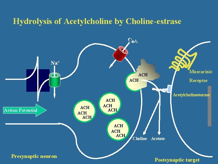Hydrolysis of Acetylcholine by Choline-estrase Ca 2 + Na+ Muscarinic ACH Receptor Acetylcholinesterase Action