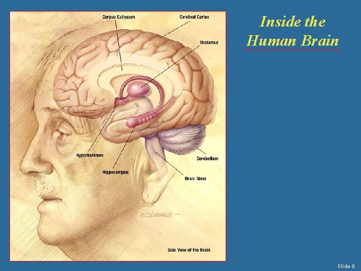 Inside the Human Brain Slide 8 