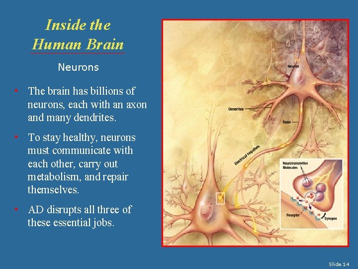 Inside the Human Brain Neurons • The brain has billions of neurons, each with