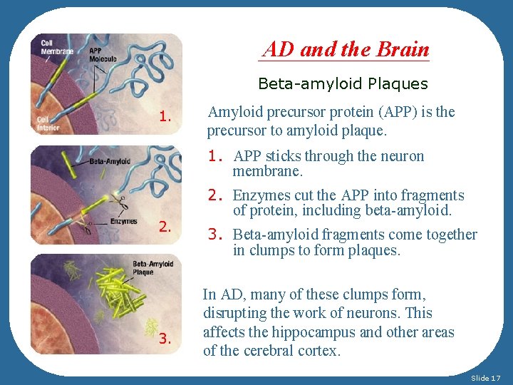 AD and the Brain Beta-amyloid Plaques 1. Amyloid precursor protein (APP) is the precursor