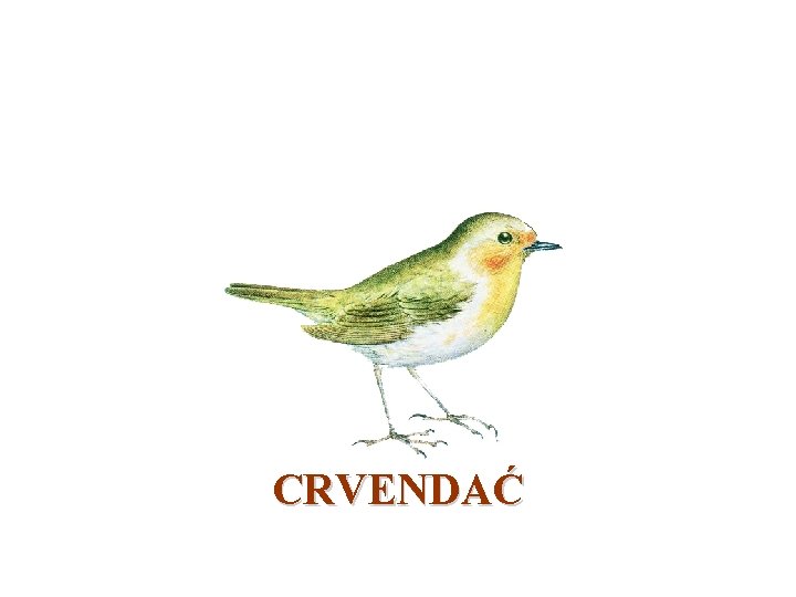 CRVENDAĆ 