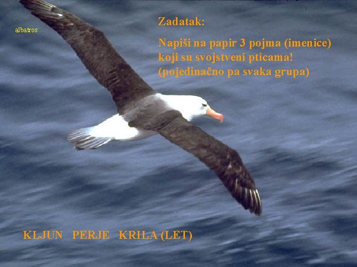 albatros Zadatak: Napiši na papir 3 pojma (imenice) koji su svojstveni pticama! (pojedinačno pa