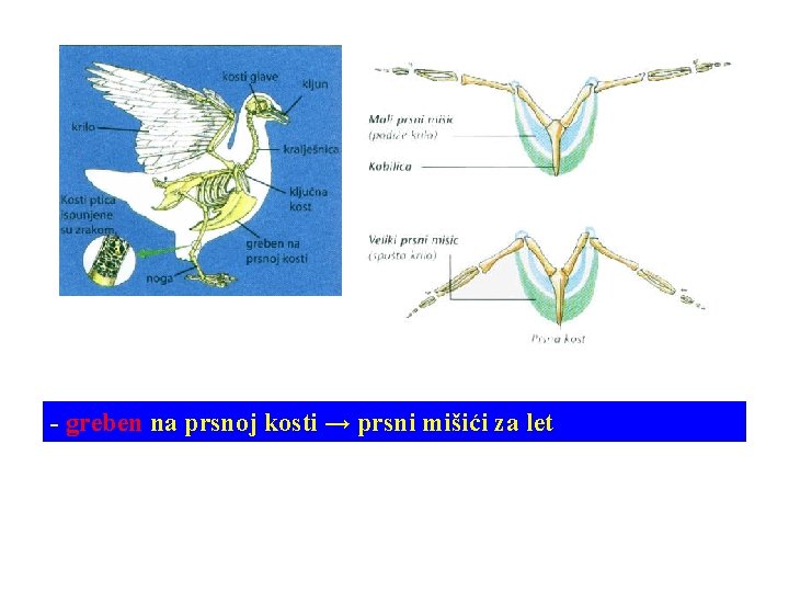 - greben na prsnoj kosti → prsni mišići za let 