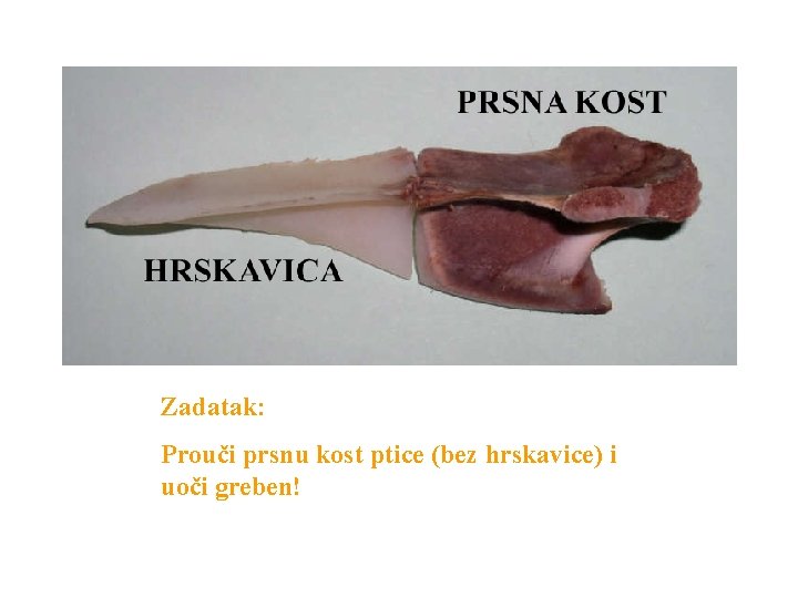 Zadatak: Prouči prsnu kost ptice (bez hrskavice) i uoči greben! 