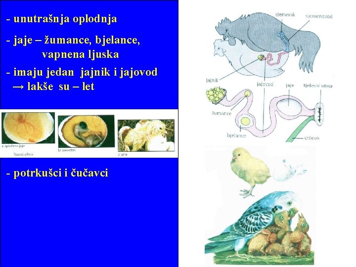 - unutrašnja oplodnja - jaje – žumance, bjelance, vapnena ljuska - imaju jedan jajnik