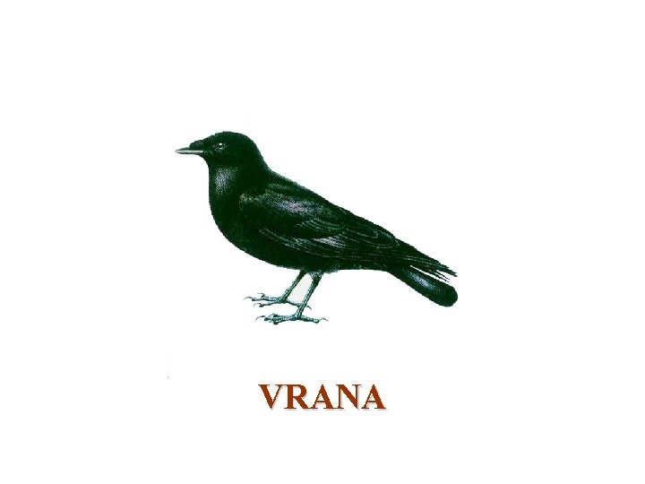 VRANA 